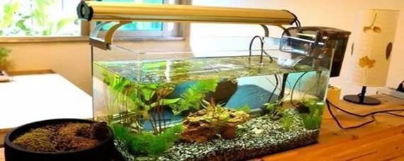 魚(yú)缸用幾年后要重新打膠嗎，如何判斷魚(yú)缸是否需要重新打膠？
