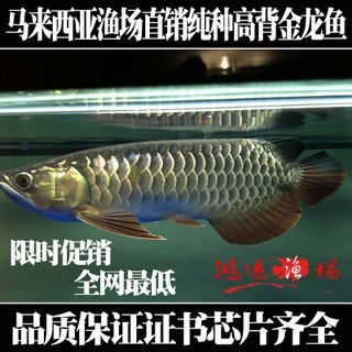 龍魚價格表最新行情今天，2018年12月17日龍魚價格行情