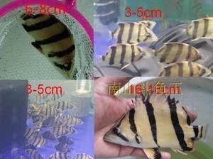 龍魚價格表最新行情今天，2018年12月17日龍魚價格行情