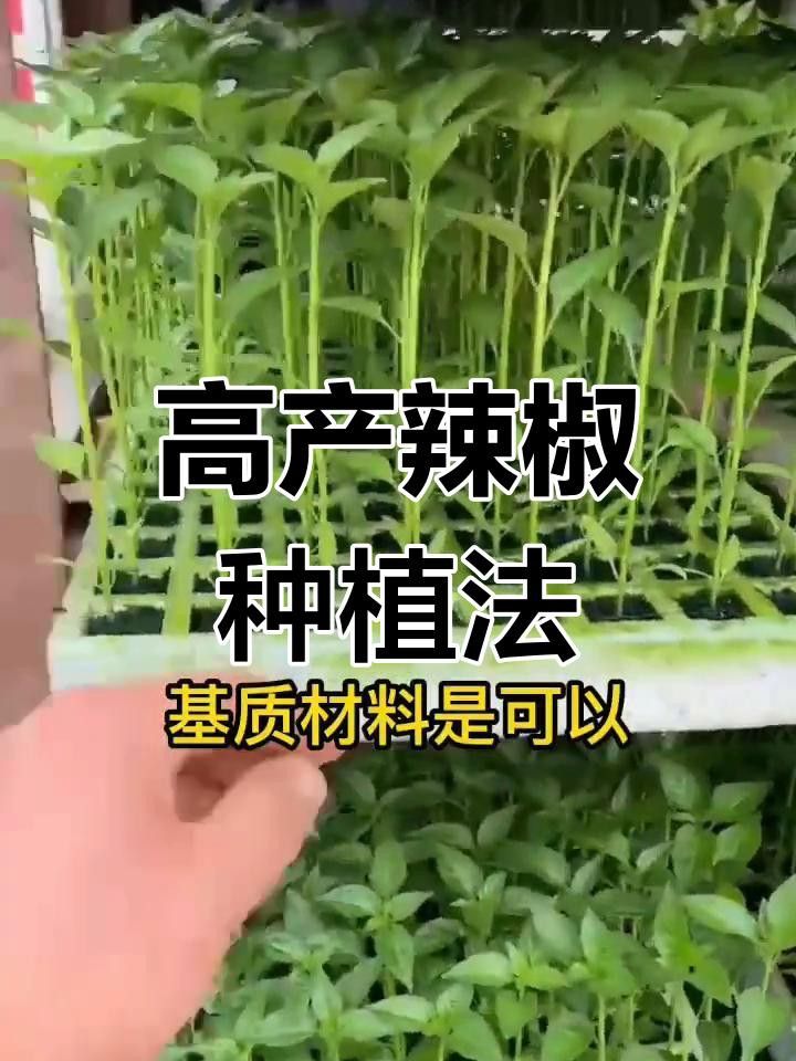 如何育苗紅龍23辣椒？