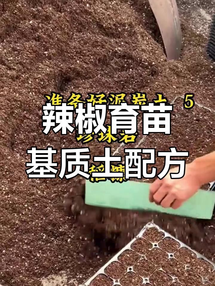 如何育苗紅龍23辣椒？
