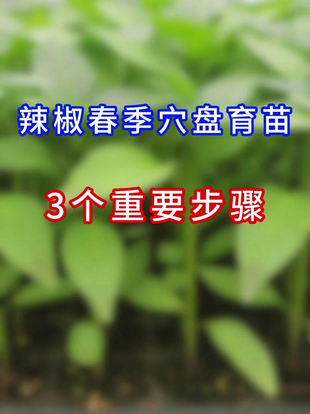 如何育苗紅龍23辣椒？