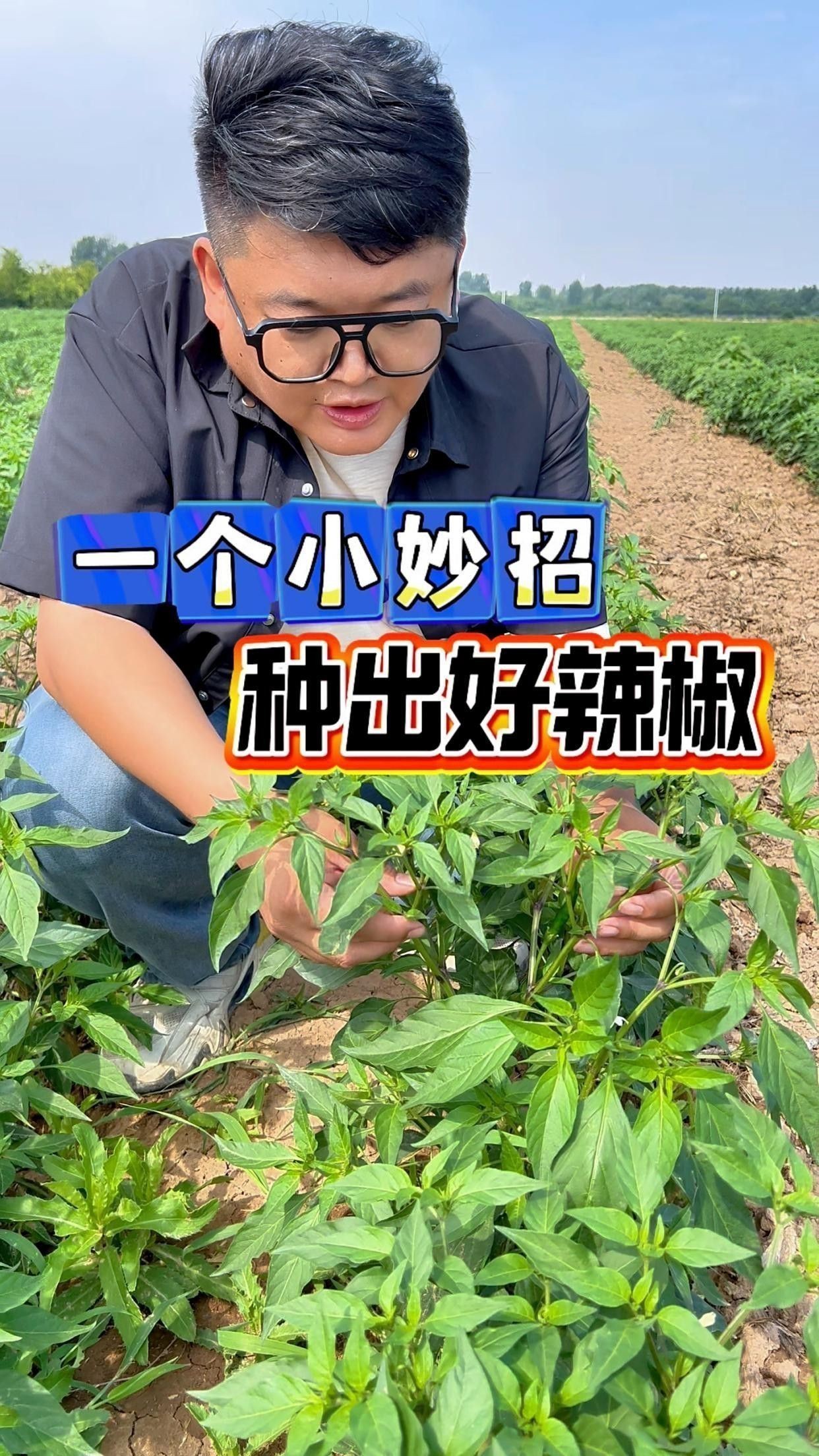 如何育苗紅龍23辣椒？