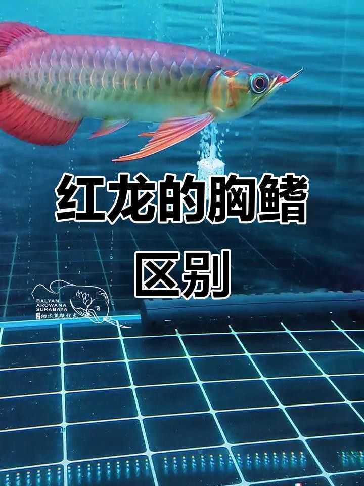 如何辨別泗水紅龍的品質(zhì)