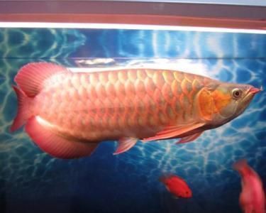 龍魚吃紅蟲會死嗎，