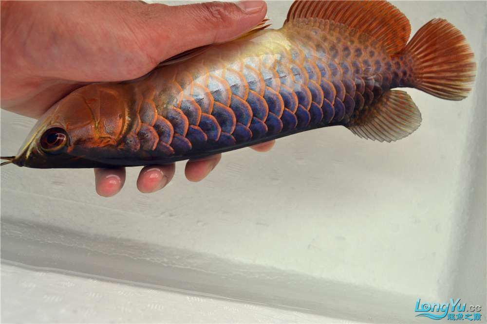 金龍魚幼苗變化（如何判斷金龍魚幼苗的健康狀態）