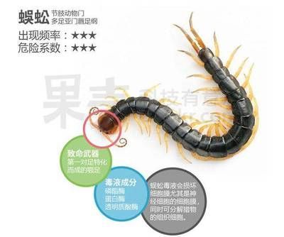 龍魚喂蜈蚣多久喂一次合適：龍魚喂蜈蚣多久喂一次