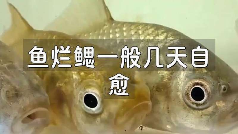 魚鰓蓋爛了會自愈嗎？
