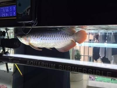 龍魚的最佳溫度（龍魚的最佳水溫范圍是多少）