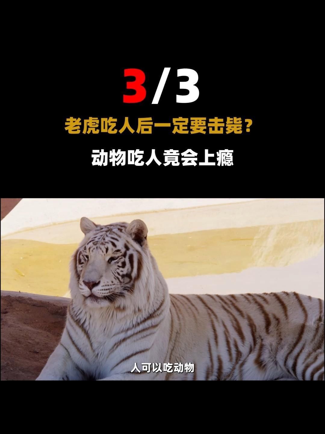 老虎吃過人會(huì)被擊斃嗎
