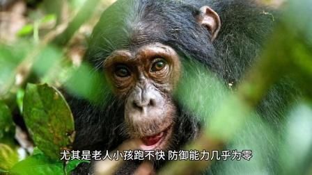 老虎吃過人會(huì)被擊斃嗎