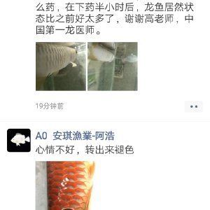龍魚醫生在線咨詢：關于“龍魚醫生”的常見健康問題及解決方案：龍魚的常見健康問題及解決方案