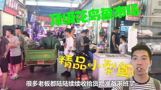 廣州花地灣雷龍魚批發