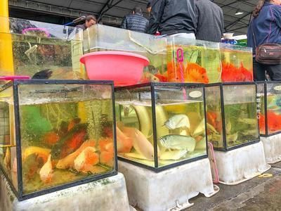 廣州花地灣雷龍魚批發
