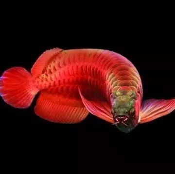 龍魚tds水質(zhì)檢測多少為正常：如何調(diào)整龍魚缸的tds值