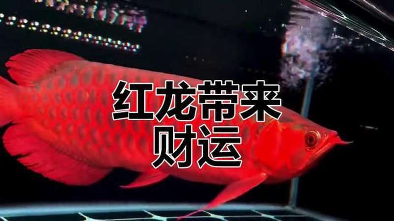 紅龍魚什么樣的體型是極品的圖片視頻