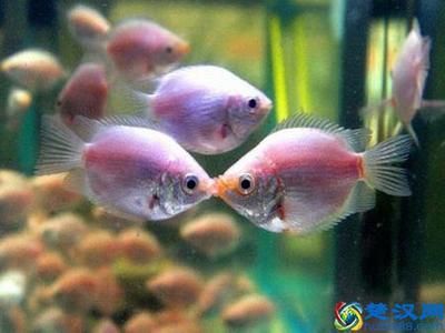 龍魚與清道夫混養的可能性（探討龍魚和清道夫一起養的可能性之前）