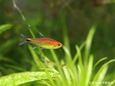 龍魚與清道夫混養的可能性（探討龍魚和清道夫一起養的可能性之前）