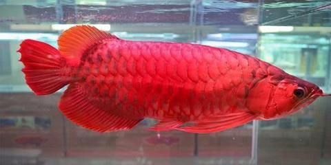 紅龍魚吃什么長的快一點（紅龍魚吃什么長得快）