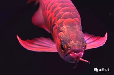 龍魚鱗片形狀：關(guān)于龍魚的鱗片形狀的詳細(xì)解釋 龍魚鱗片形狀：關(guān)于龍魚的鱗片形狀的詳細(xì)解釋 龍魚百科 第3張