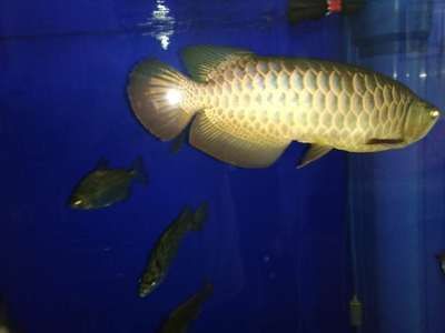 怎么促進龍魚爬背（促進金龍魚爬背的有效方法）