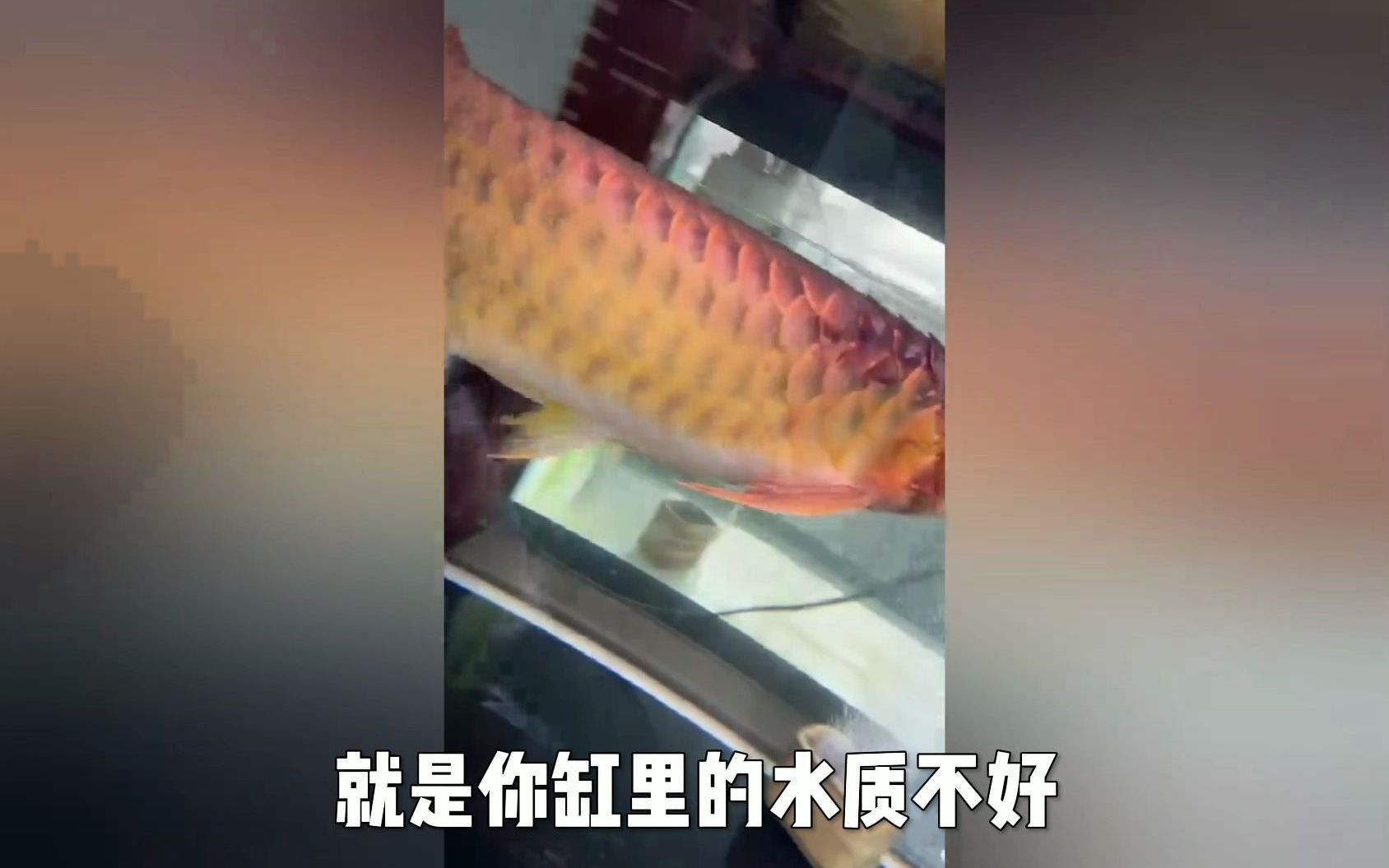 細菌感染后如何治療龍魚？