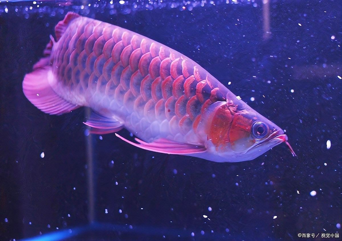 龍魚適合水溫多少度喂食