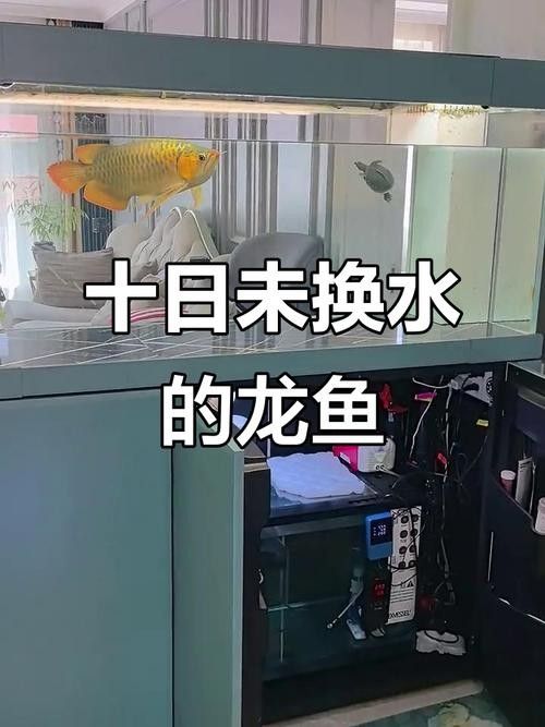 龍魚不吃食的幾種原因圖片