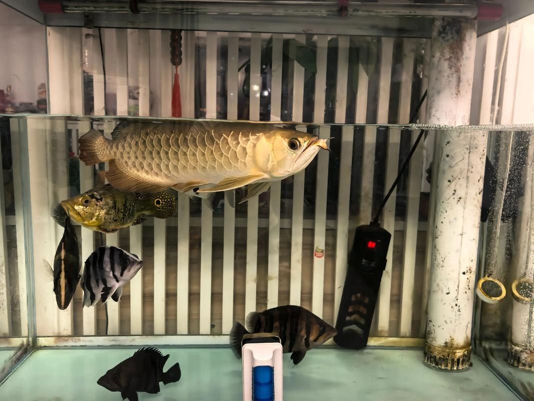 龍魚不吃食的幾種原因圖片