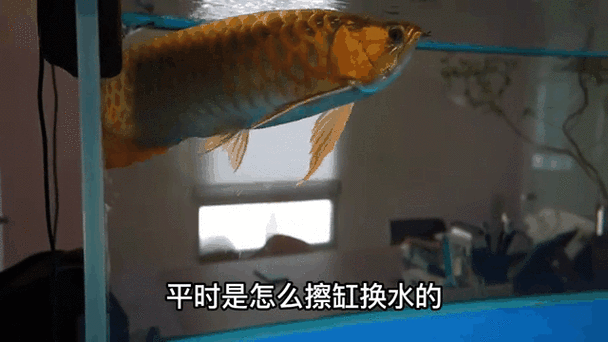 龍魚不吃食的幾種原因圖片