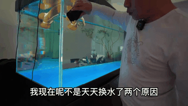 龍魚不吃食的幾種原因圖片