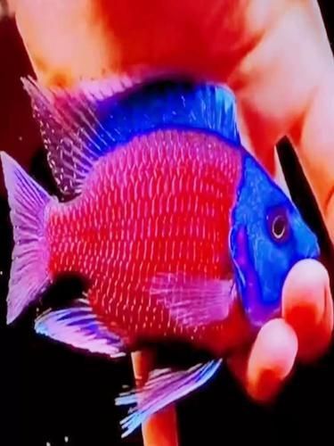 藍面財神魚圖片