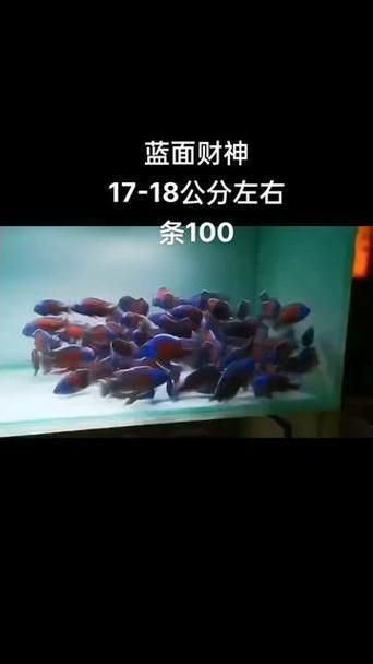 藍面財神魚圖片