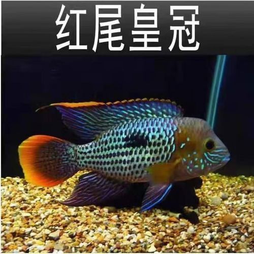 藍面財神魚圖片