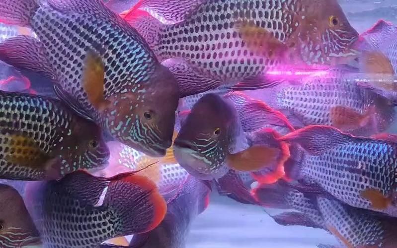 藍面財神魚圖片
