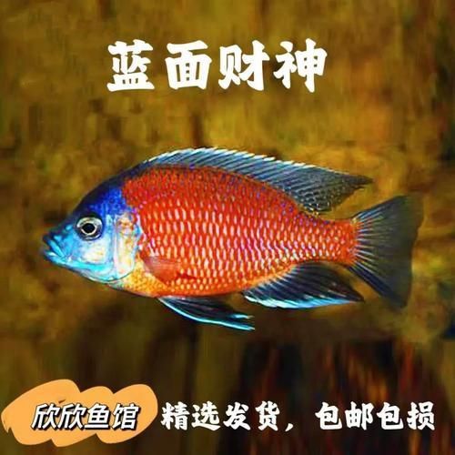 藍面財神魚圖片