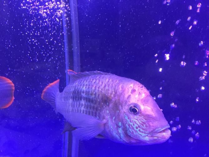 藍面財神魚圖片