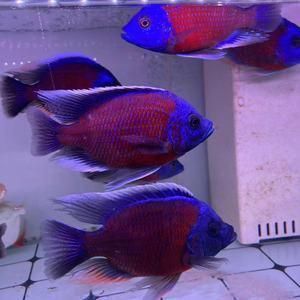 藍面財神魚圖片