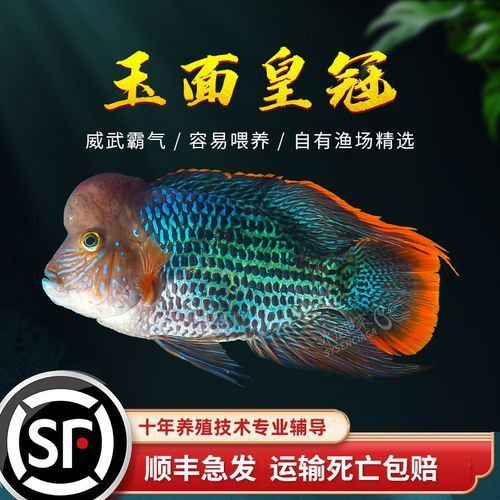 藍面財神魚圖片