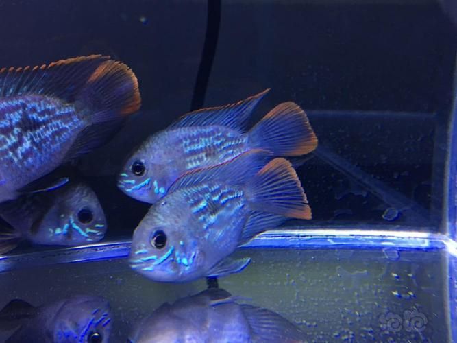 藍面財神魚圖片
