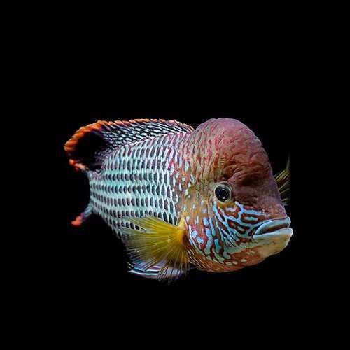 藍面財神魚圖片