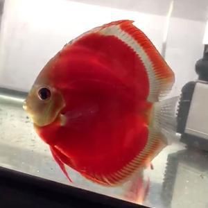藍面財神魚圖片