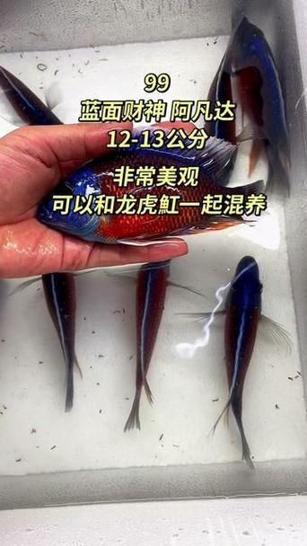 藍面財神魚圖片