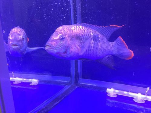 藍面財神魚圖片