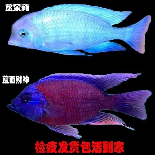 藍面財神魚圖片