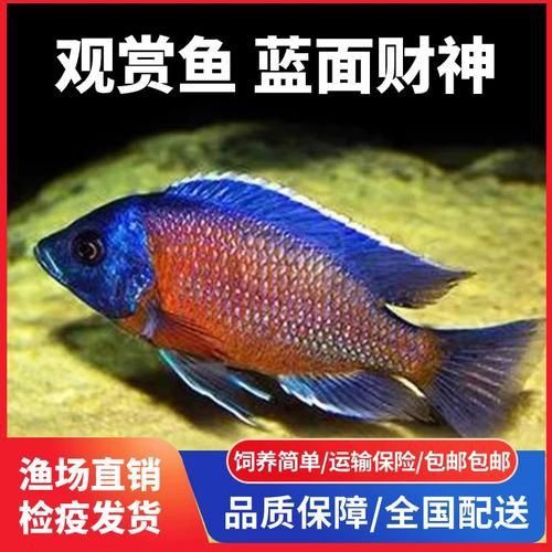 藍面財神魚圖片
