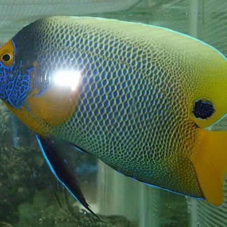 藍面財神魚圖片