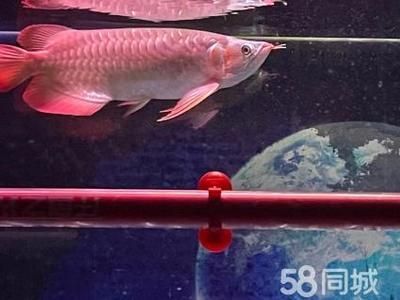 金龍魚和號半龍魚有什么區別：金龍魚和號半龍魚有什么區別金龍魚和號半龍魚有什么區別 金龍魚和號半龍魚有什么區別：金龍魚和號半龍魚有什么區別金龍魚和號半龍魚有什么區別 龍魚百科 第1張