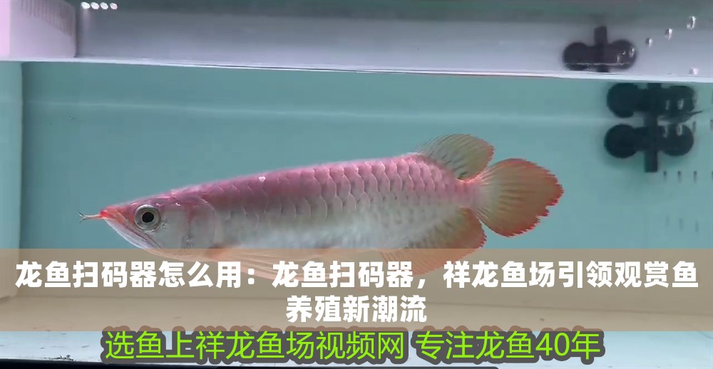 龍魚掃碼器怎么用:龍魚掃碼器,祥龍魚場引領觀賞魚養殖新潮流 龍魚百科 第1張 龍魚掃碼器怎么用:龍魚掃碼器,祥龍魚場引領觀賞魚養殖新潮流 龍魚掃碼器怎么用:龍魚掃碼器,祥龍魚場引領觀賞魚養殖新潮流 龍魚百科 第1張