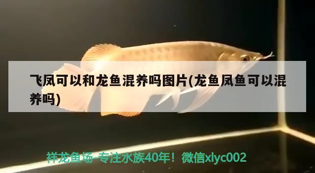 龍魚和飛鳳混養可以嗎:飛鳳魚和龍魚混養可行嗎 龍魚百科 第2張 龍魚和飛鳳混養可以嗎:飛鳳魚和龍魚混養可行嗎 龍魚和飛鳳混養可以嗎:飛鳳魚和龍魚混養可行嗎 龍魚百科 第2張